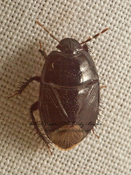 Pangaeus bilineatus BURROWER BUG 9050421