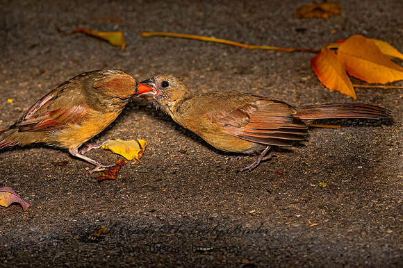 Cardinalis cardinalis NORTHERN CARDINAL 9091526z