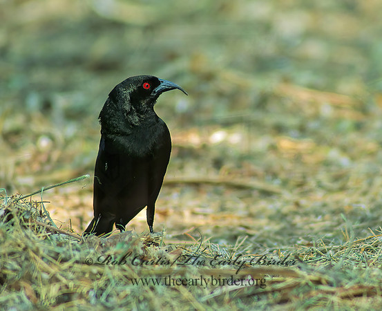 Molothrus aeneus  BRONZED COWBIRD 72037z