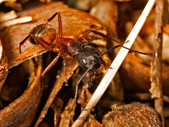Camponotus chromaiodes  FERRUGINOUS CARPENTER ANT 9087080z