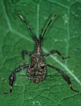 Acanthocephala terminalis 1274523z