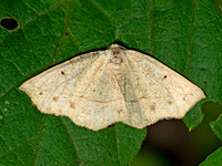 Eusarca confusaria CONFUSED EUSARCA 9047299z