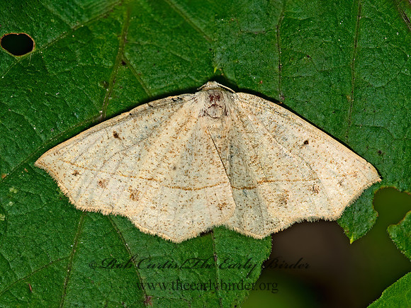 Eusarca confusaria  CONFUSED EUSARCA 9047299z
