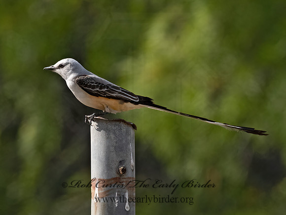 Tyrannus forficatus  SCISSOR-TAILED FLYCATCHER 3033550z