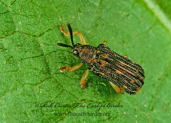 Sumitrosis inequalis HISPINE LEAF BEETLE 1111632z