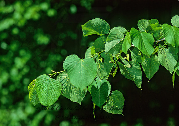 Tilia americana  BASSWOOD 265923z