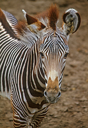 Equus grevyi  GREVY'S ZEBRA 138535z