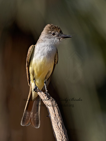 Myiarchus tyrannulus  BROWN-CRESTED FLYCATCHER 3032315z
