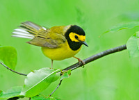 Setophaga citrina HOODED WARBLER 8028264z