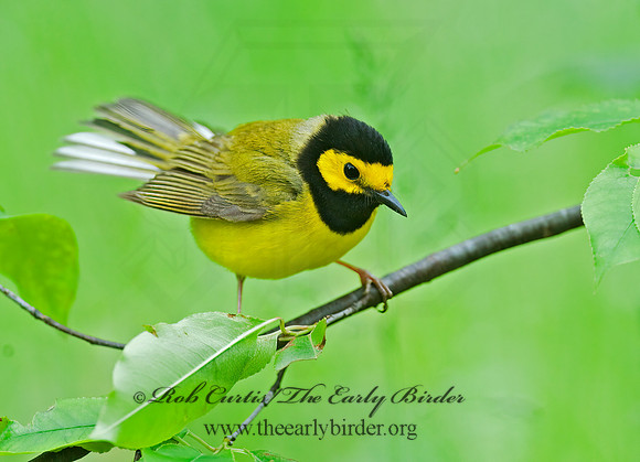 Setophaga citrina  HOODED WARBLER 8028264z