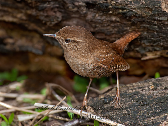Troglodytes hiemalis  WINTER WREN 8033887z