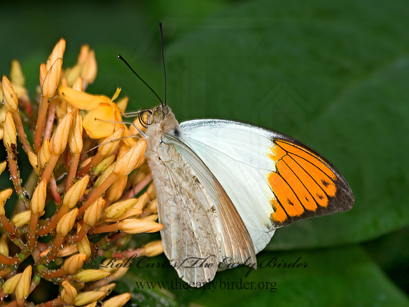 Hebomoia glaucippe  GREAT ORANGETIP 8009657z