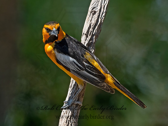 Icterus bullockii  BULLOCK'S ORIOLE 3033150z