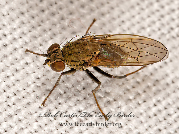 Notiphila  SHORE FLY Notiphila  SHORE FLY 3025143z