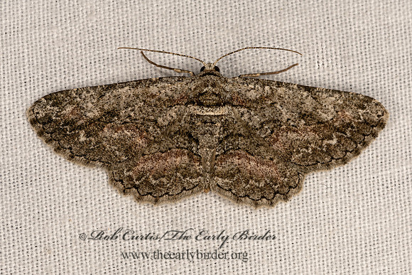 Anavitrinella pampinaria  COMMON GRAY 3032038-z