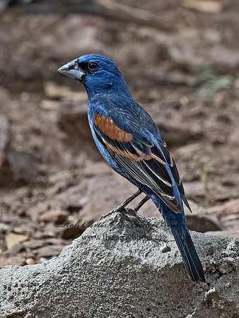 Guiraca caerulea  BLUE GROSBEAK 3037311z