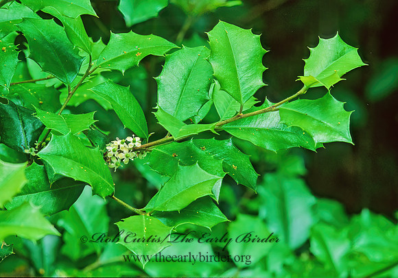 Ilex opaca  AMERICAN HOLLY 190216z