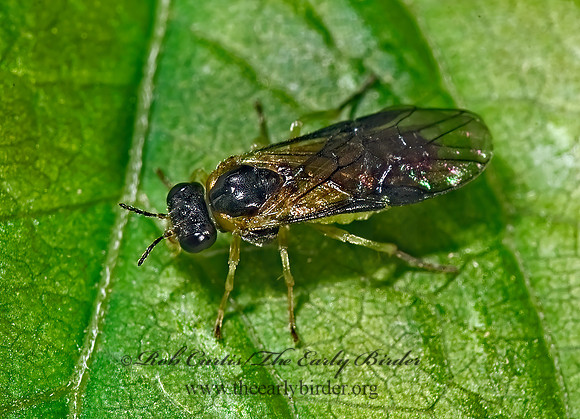 Acordulecera dorsalis~ 8005252 z