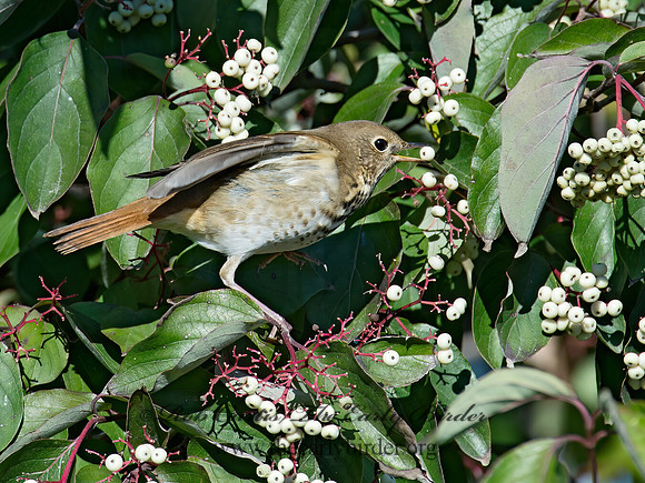 Catharus guttatus  HERMIT THRUSH 9015524z