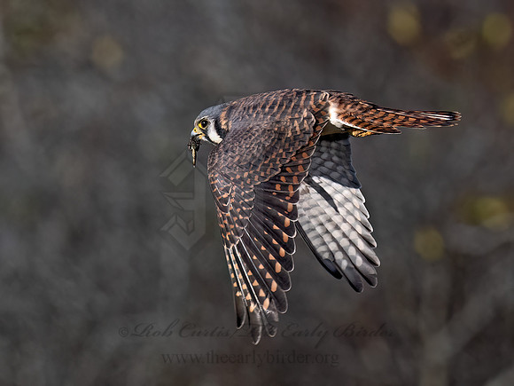 Falco sparverius AMERICAN KESTREL 9092153z