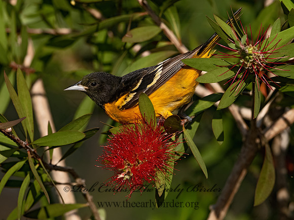 Icterus galbula  BALTIMORE ORIOLE 3030643z