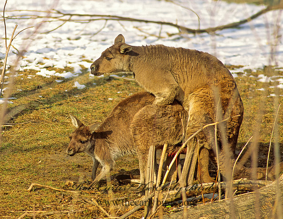 Macropus rufus  RED KANGAROO 119122z