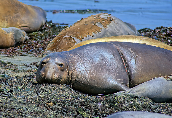 Mirounga angustirostris  NORTHERN ELEPHANT SEAL 110930z
