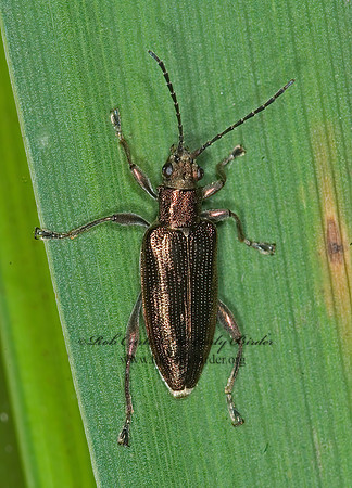 Donacia subtilis group AQUATIC LEAF BEETLE 6012496 grpz