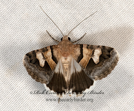 Drasteria pallescens  MELIPOTINI EREBID MOTH 3038932z