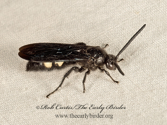 Scolia bicincta  DOUBLE-BANDED SCOLIID9048680z