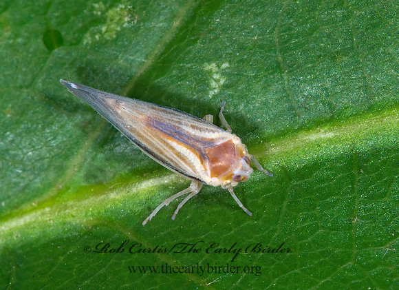 Omolicna uhleri 6013969 z