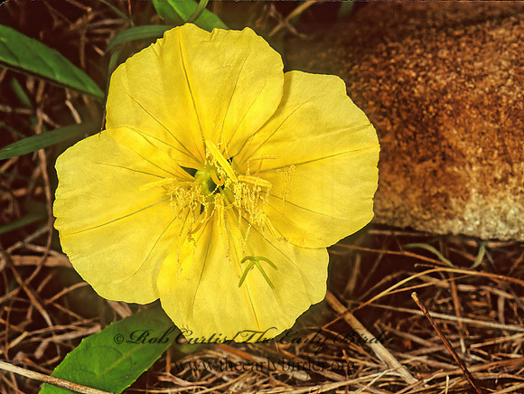 Oenothera  EVENING PRIMROSE 85906z