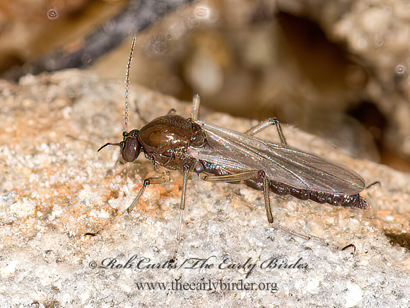 Ceratopogoninae  BITING MIDGE 9032813z