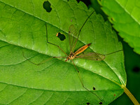 Nephrotoma cornicina  TIGER CRANE FLY 9066476z