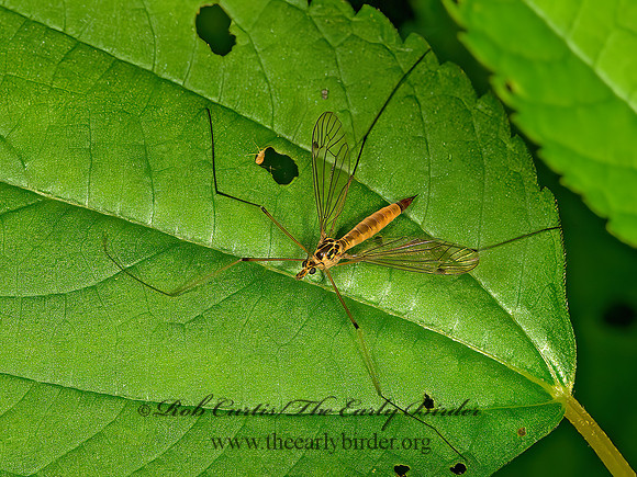 Nephrotoma cornicina  TIGER CRANE FLY 9066476z