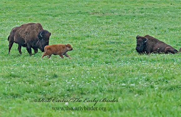 Bison bison  BISON 8023870z