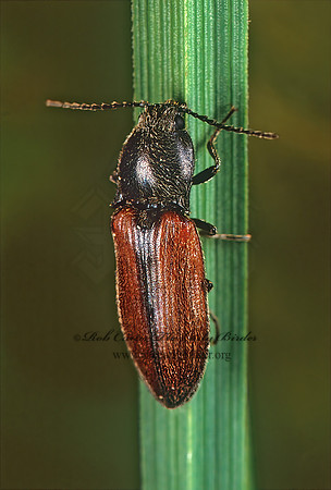 Hemicrepidius pallidipennis 238705z