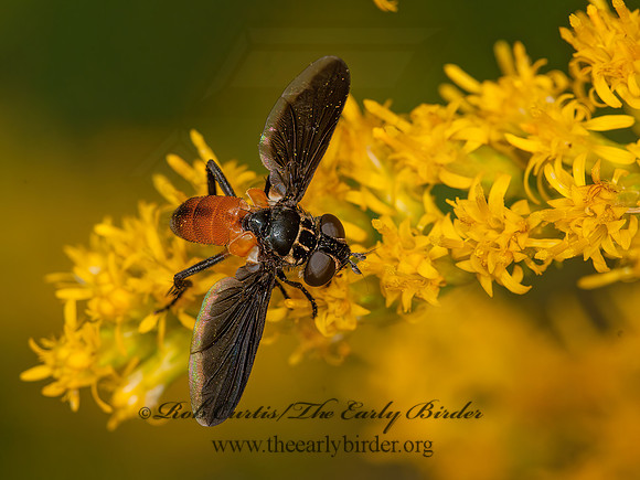 Trichopoda pennipes  FEATHER-LEGGED TACHINID 3014987z