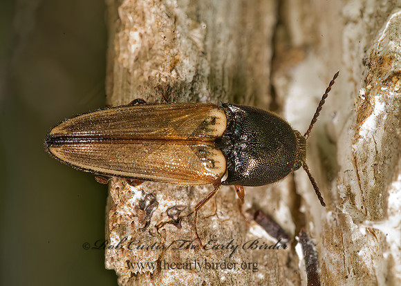Ampedus nigricollis 8014783z