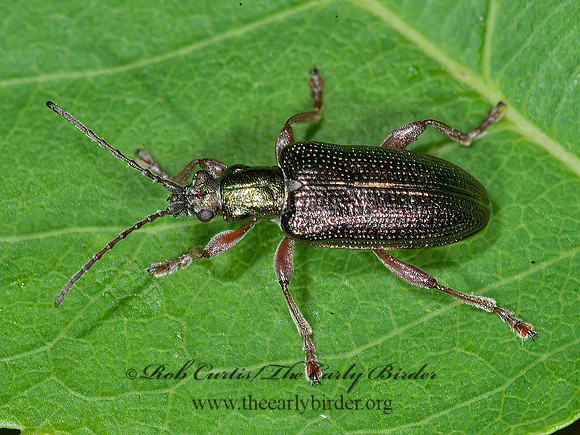 Plateumaris shoemakeri  AQUATIC LEAF BEETLE 8034672z
