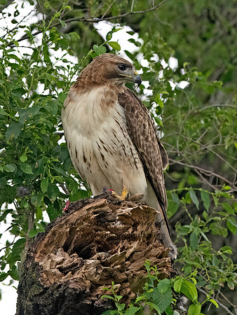 Buteo jamaicensis  RED-TAILED HAWK 9068765z