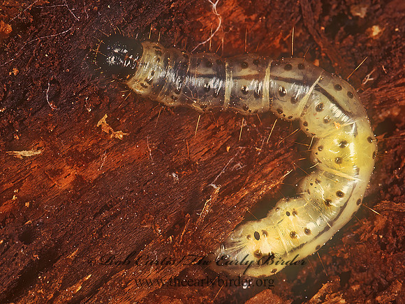 Scolecocampa liburna DEAD-WOOD BORER MOTH 200013 z