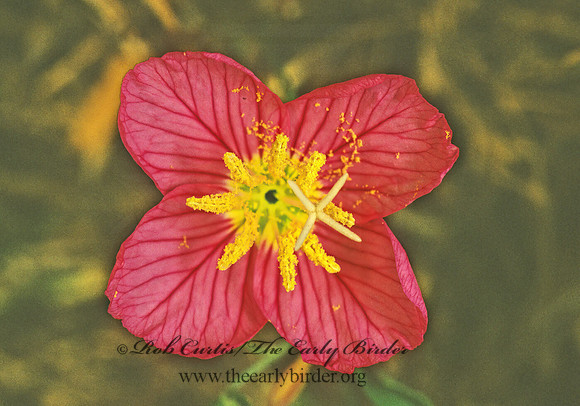 Oenothera speciosa  SHOWY EVENING PRIMOSE 88911z