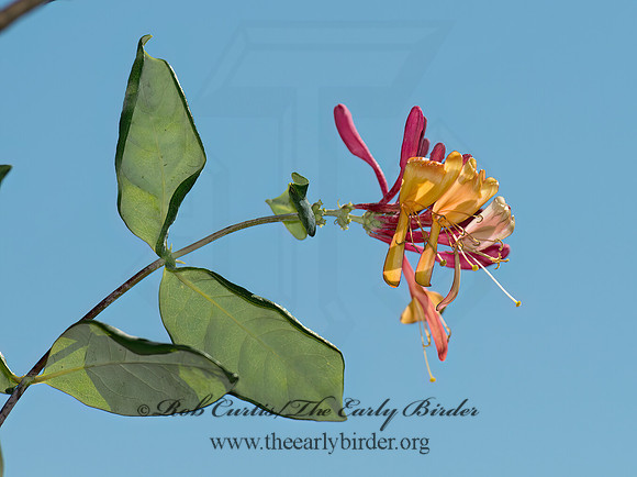 Lonicera heckrotti  GOLDFLAME HONEYSUCKLE 9004133z