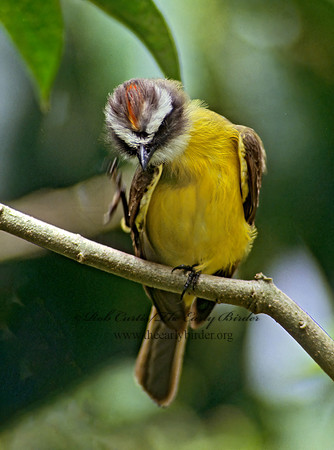 Myiozetetes similis  SOCIAL FLYCATCHER 204930 z