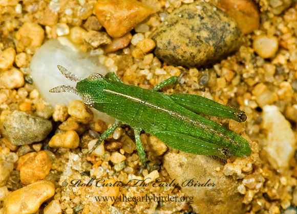 Chortophaga viridifasciata NORTHERN GREEN-STRIPED GRASSHOPPER  5014427z
