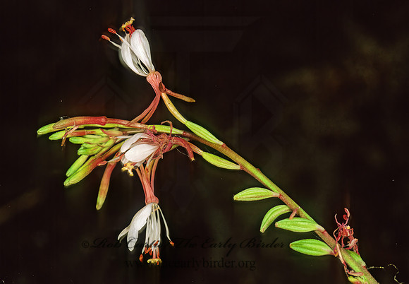 Guara angustifolia  SOUTHERN BEE BLOSSUM 261535z