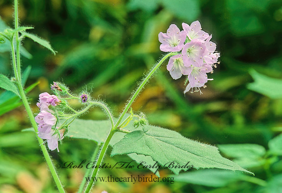 Hydrophyllum appendiculatum  APPENDAGED WATERLEAF 266027z