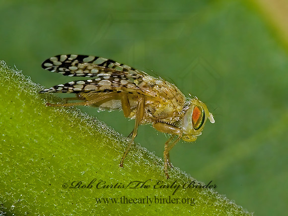 Euaresta aequalis FRUIT FLY 5000754z