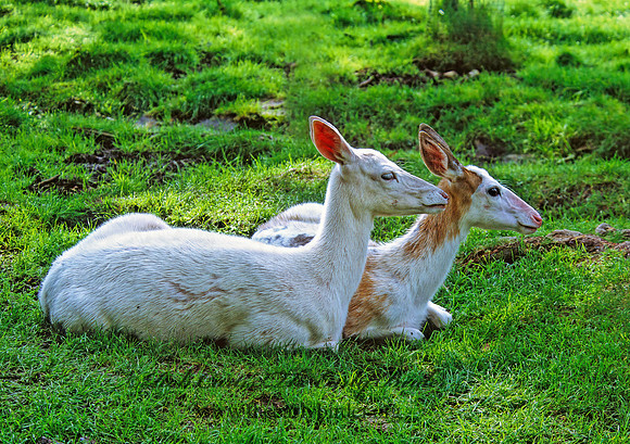 Odocoileus virginianus  WHITE-TAILED DEER 301523z